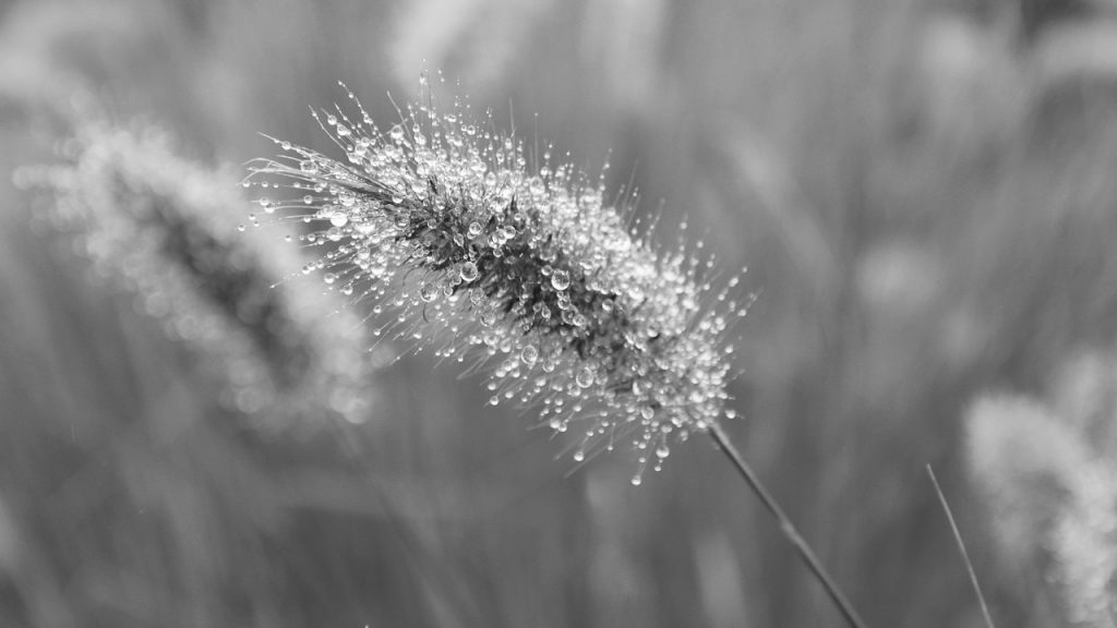 plant, au gratin, photo black white, nature, plants