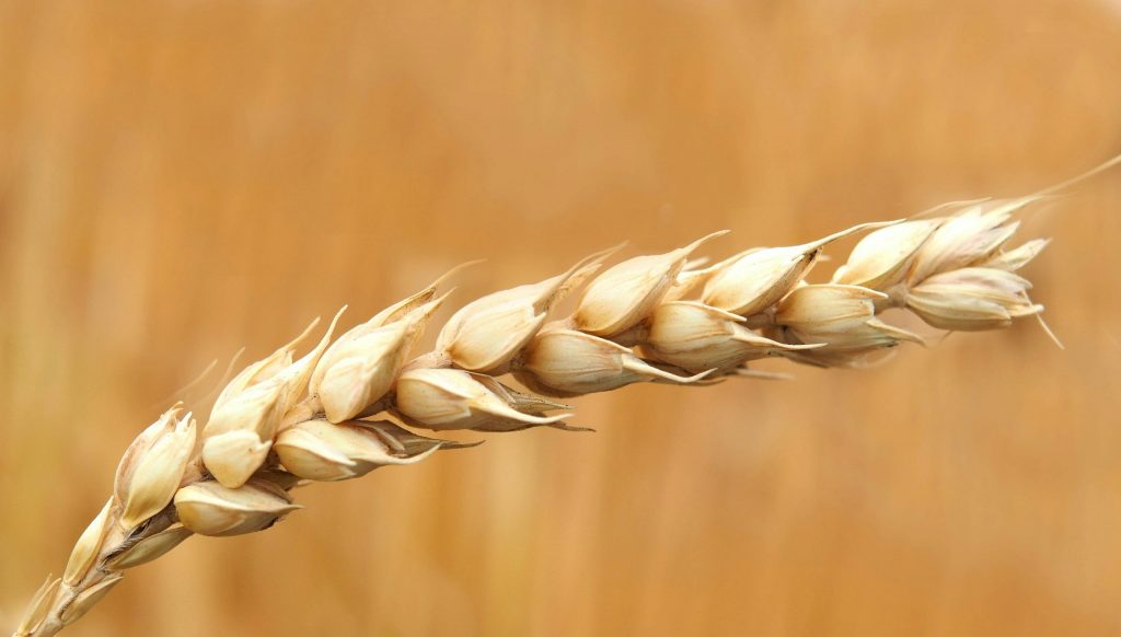 A detailed macro shot of a wheat ear in a sunlit field, highlighting agriculture.